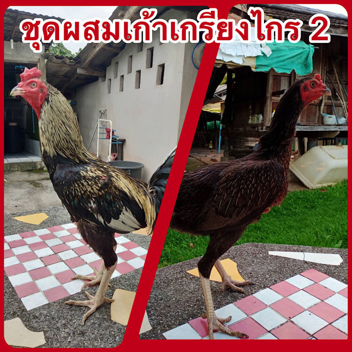 ไข่ไก่ชน-พม่าสายมูเซอดำ