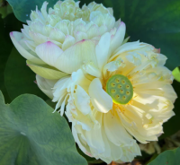 5 เมล็ด บัวนอก บัวนำเข้า บัวสายพันธุ์ Clouds in Moling LOTUS สีเหลือง สวยงาม ปลูกในสภาพอากาศประเทศไทยได้ ขยายพันธุ์ง่าย เมล็ดสด