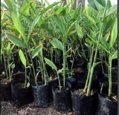 ต้นพันธุ์ข่าเหลือง-ต้นกล้าข่าเหลือง-พืชเศรษฐกิจ-สมุนไพรไทย-พร้อมปลูก-4-ต้น