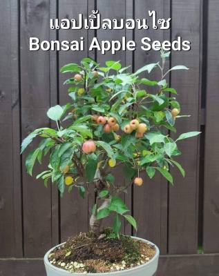 แอปเปิ้ลบอนไซ 🍎เมล็ดพันธุ์แอปเปิ้ลบอนไซ 🍎Apple Bonsai Seeds ราคาถูกที่สุด
