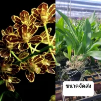 ( PRO+++ ) โปรแน่น.. กล้วยไม้ แกรมาโตฟิลัม ไซส์บลูมมื่ง(ใหญ่) น้ำตาล Grammatophyllum Scriptum Leopard ราคาสุดคุ้ม พรรณ ไม้ น้ำ พรรณ ไม้ ทุก ชนิด พรรณ ไม้ น้ำ สวยงาม พรรณ ไม้ มงคล