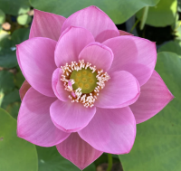 5 เมล็ด บัวนอก บัวนำเข้า บัวสายพันธุ์ Ancient Chinese LOTUS สีชมพู สวยงาม ปลูกในสภาพอากาศประเทศไทยได้ ขยายพันธุ์ง่าย เมล็ดสด