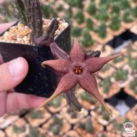 ยอดฮิต เก๋งจีน Stapelia schinzii แคคตัส เพชร cactus&amp;succulent ขายดี ต้นไม้ ฟอก อากาศ กระถาง ต้นไม้ ไม้ ประดับ ต้นไม้ ปลูก ใน บ้าน