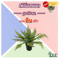 ต้นเฟิร์นขนนก สูง 50 ซม. ต้นไม้ปลอมตกแต่งบ้าน Leeartplants