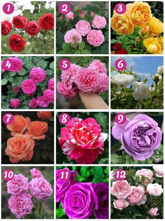 คอมโบดอกกุหลาบ5ต้น-เลือกสีตามใจชอบ-ต้นสูง-30-40ซม-ออกดอกหลังปลูก15-20วัน
