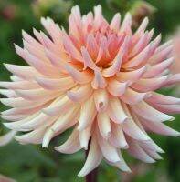 1 หัว/ชุด รักเร่ Dahlia Bulb สายพันธุ์ Henriette หัวรักเร่ ดอกไม้ หัวหน่อ เหง้า นำเข้า เนเธอร์แลน หัวสดใหม่