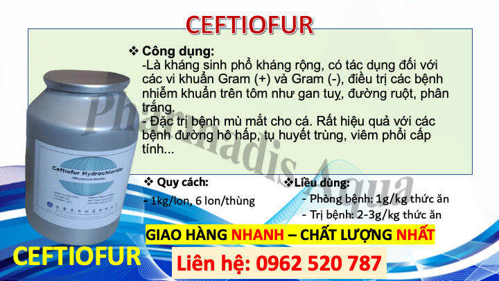 Nuôi trồng thủy sản bền vững là phương pháp quan trọng để đảm bảo nguồn cung cấp thực phẩm cho tương lai. Việc nuôi huyết phông trắng có thể đóng góp vào việc bảo vệ môi trường, tạo ra nhiều công việc cho người dân địa phương và giúp cải thiện nền kinh tế. Hãy xem hình ảnh để hiểu thêm về sự đóng góp của nuôi huyết phông trắng cho thủy sản bền vững.