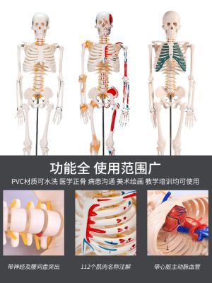 85 cm180cm human body skeleton skeleton skeleton model can remove the human spine model simulation specimen models