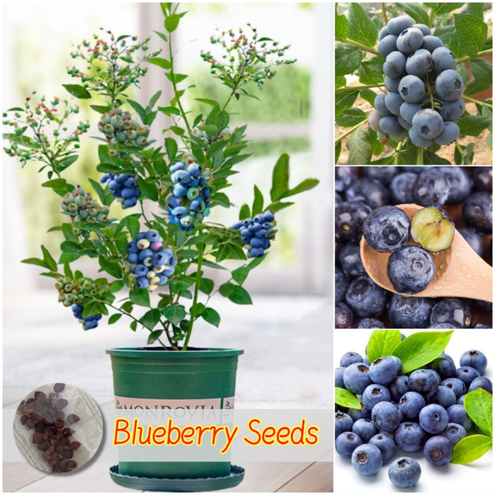 [Easy to grow in the Philippines] 20pcs Blueberry Seeds for Planting Fruits Organic Fresh Fruit