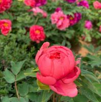 30 เมล็ด เมล็ดพันธุ์ กุหลาบ Huayuan Red Rose seed ดอกใหญ่ นำเข้าจากต่างประเทศ พร้อมคู่มือ เมล็ดใหม่