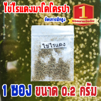 ไข่ไรแดง?ค่าส่งถูก, ส่งทุกวัน? ไข่ไรแดงมาโคร (Macrocopa) (1ซอง ขนาด 0.2 g)​ สำหรับเป็นหัวเชื้อไรแดง อัตรการฟักสูง มีคลิปสอนการฟักไข่ไรแดง