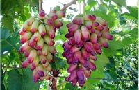 20 เมล็ดพันธุ์ เมล็ด องุ่น Grape Vine Seed อัตราการงอกสูง 80-85%