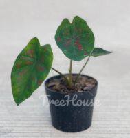 บอนสี กบพิษ หรือ กบลูกศรพิษ (Caladium sp.kobpit) กระถาง 4 นิ้ว