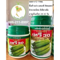 พร้อมส่ง โปรโมชั่น แตงกวาเทวี30ดกมากสีเขียวเข้มแขนงดี ส่งทั่วประเทศ พรรณ ไม้ น้ำ พรรณ ไม้ ทุก ชนิด พรรณ ไม้ น้ำ สวยงาม พรรณ ไม้ มงคล