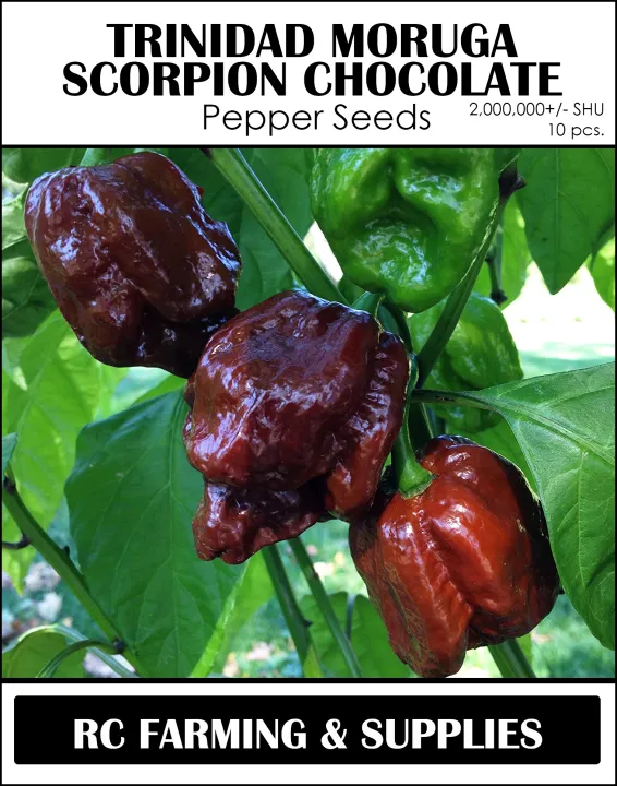 Trinidad Moruga Scorpion Chocolate Pepper Seeds 10pcs | Lazada PH