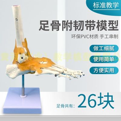One to one metatarsals natural feet joint model with human foot ligament bone anatomical model medicine