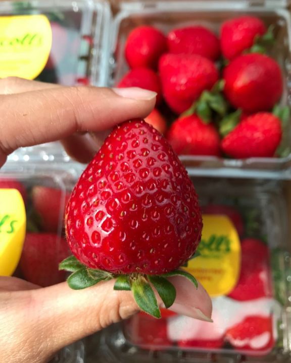 สตอเบอรี่-strawberry-นำเข้าจาก-usa-aus-korea-เกรดพรีเมี่ยม-premium-ราคา-1แพ็ค-250-กรัม