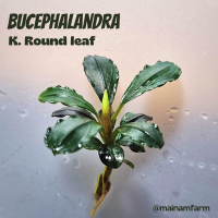 บูเซปเคดาแกง ใบกลม ขนาด S - Bucep. Kedageng round leaf ต้นไม้น้ำ