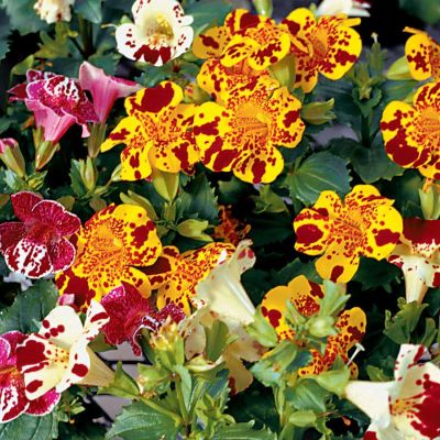 เมล็ดพันธุ์ Seeds Bonsai มิมิวลัส / ไทเกอร์ มังกี้ mimulus tigrinus tiger monkey 400 เมล็ด เมล็ดพันธุ์ Seeds Bonsaiนำเข้าจาก อังกฤษ