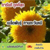 ถูกที่สุด เมล็ดพันธุ์ ทานตะวันหมี เท็ดดี้แบร์