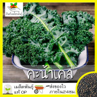 เมล็ดพันธุ์ คะน้าเคลใบหงิก 500 เมล็ด Brassica oleracea var acep  เมล็ดพันธุ์แท้ นำเข้าจากต่างประเทศ ปลูกผัก สวนครัว