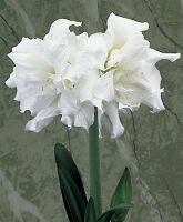 1 หัวว่าน ว่านสี่ทิศฮอลแลนด์ Amaryllis Bulb Snow White 18-24 ซม สินค้านำเข้า แช่เย็นแล้ว หัวขนาดใหญ่