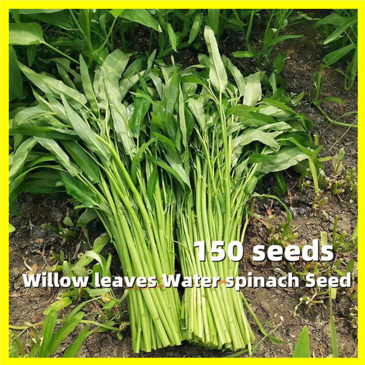 Willow Leaves Water Spinach Seed 150 Seeds High Germination Water