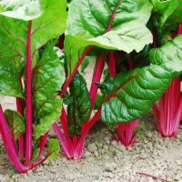 เมล็ดพันธุ์ สวิสชาร์ด สีแดง (Ruby Red Swiss Chard Seed) บรรจุ 20 เมล็ด