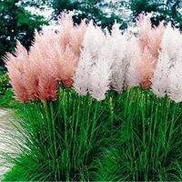 100 เมล็ดหญ้า หญ้าภูเขา หญ้าแพมพัส Pampas grass แปมปัส นำเข้าจาก USA อัตราการงอกสูง 80-85%