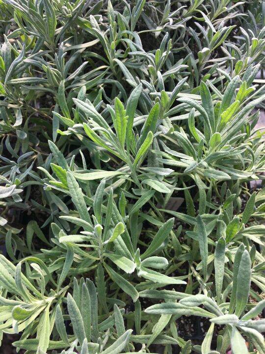 Lavender Plant (Best Price) Live Plant for sale with FREE plastic pot