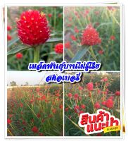 เมล็ดดอกบานไม่รู้โรยสีแดง สตอเบอรี่ จำนวน 100 เม็ดจำนวน 1 ซอง มีคูือการเพาะปลูก