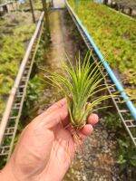 Tillandsia Ionantha x Pruinosa