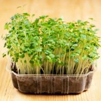 เมล็ดไมโครกรีน arugula Microgreen แพ็ค 5 กรัม