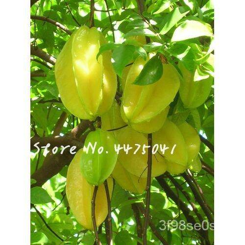 cash on delivery Organic Imported Carambola Bonsais Star Fruit Tree