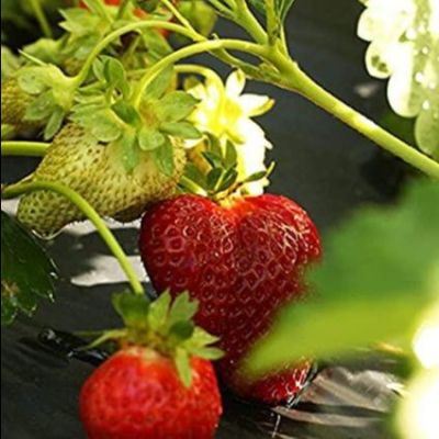 เมล็ดพันธุ์ Strawberry Seed สายพันธุ์ Chandler 50 เมล็ด เมล็ดพันธุ์นำเข้าจาก ยุโรป