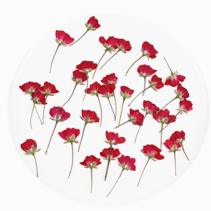 Real Dried Pressed Flowers For Resin Molds Rose Dried Flower Herbs