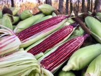 เมล็ดพันธุ์ข้าวโพดราชินีทับทิมสยาม ข้าวโพดหวานสีแดง (ทานสดได้์)  เมล็ดพันธุ์ของแท้แน่นอน!!!   เมล็ดสีเหลืองคลุกยาสีแดง (ของแท้)