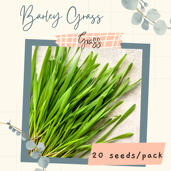 Barley MICROGREENS Seeds for Planting (20 seeds) GRASS Lazada PH