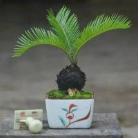 หัวหน่อ ปรงญี่ปุ่น Cycas siamensis ขนาดจิ๋ว 10-15 เซนติเมตร ขนาดเล็ก หายาก