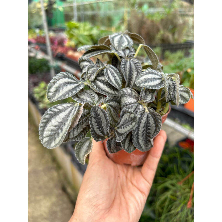 [Houseplant] Pilea involucrata Pan Am (Friendship Plant) in plastic pot