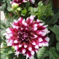 1 หัว/ออเดอร์ รักเร่ Dahlia Bulb สายพันธุ์ Mystery Day หัวรักเร่ ดอกไม้ หัวหน่อ เหง้า นำเข้า เนเธอร์แลน หัวสดใหม่