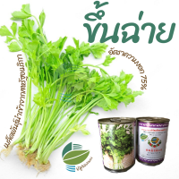 ขึ้นฉ่าย (Chinese Celery)