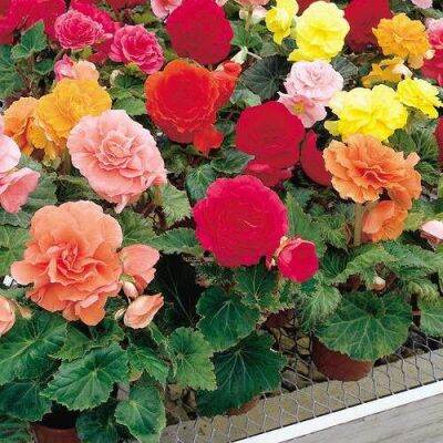 15 เมล็ดพันธุ์ ต้นบีโกเนีย Begonia เป็นดอกไม้ ต้นไม้ ที่แทนสัญลักษณ์แห่งความรัก อัตราการงอกสูง 80-85%