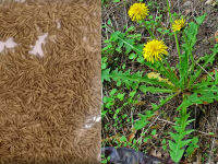 Dandelion or Wilderness 500 seeds from UK / แดนดิไลอ้อน