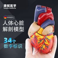 The body long tube heart anatomy natural big transparent heart heart model of human body internal medicine teaching AIDS