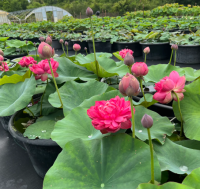 5 เมล็ดพันธุ์ บัว สายพันธุ์ MPRESSIONS OF WEST LAKE LOTUS สีแดง เพาะปลูกและเก็บเมล็ดในไทย ขยายพันธุ์ในไทยได้ สายพันธุ์นิยมปลูกที่สุดในโลก