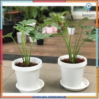 ฟิโลเดนดรอน ซานาดู (Philodendron Xanadu) flashsale ลดกระหน่ำ