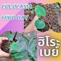 1 ต้น โคโลคาเซีย ฮิโระเบย์ Colocasia Hilo bay ปลูกได้ทั้งแบบบนดินและในน้ำ? จัดส่งแบบยกกระถาง สินค้าพร้อมส่ง