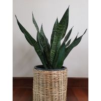 Promotion ต้น ลิ้นมังกร ไม้ฟอกอากาศ Sansevieria Zeylanica, Silver Queen, Laurentii พร้อมส่ง พรรณ ไม้ น้ำ พรรณ ไม้ ทุก ชนิด พรรณ ไม้ น้ำ สวยงาม พรรณ ไม้ มงคล