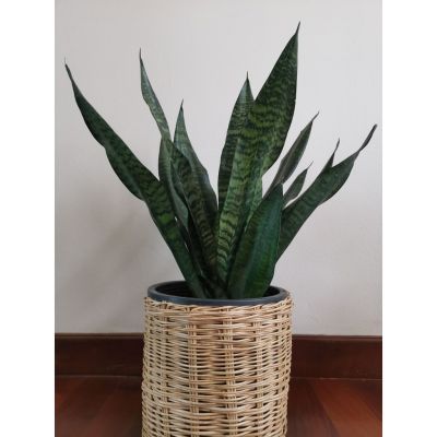 HOT** ต้น ลิ้นมังกร ไม้ฟอกอากาศ Sansevieria Zeylanica, Silver Queen, Laurentii ส่งด่วน พรรณ ไม้ น้ำ พรรณ ไม้ ทุก ชนิด พรรณ ไม้ น้ำ สวยงาม พรรณ ไม้ มงคล